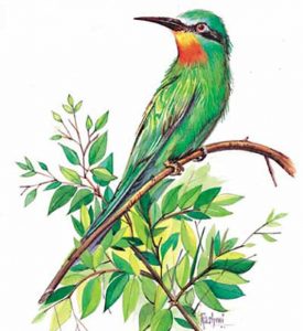 Blue Cheeked Bee Eater